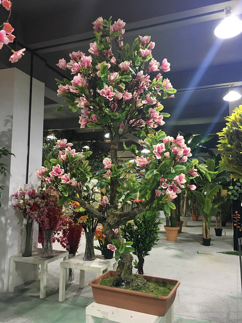 玉蘭花樹